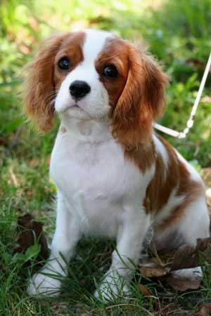 cavalier king charles spitting